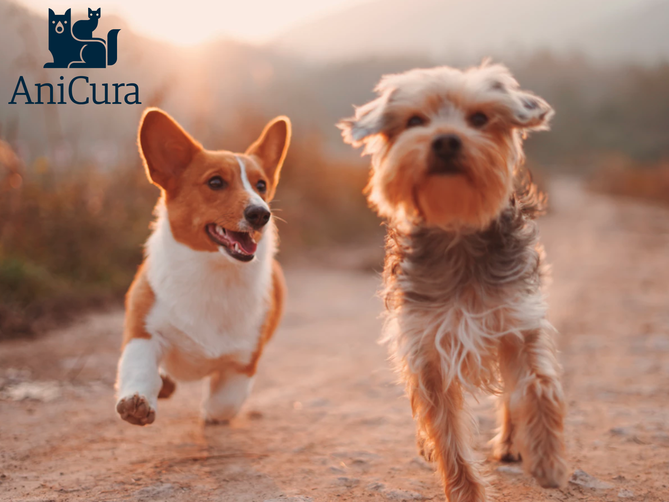 Harmonising Business Practices & Systems in an International Veterinary Care Group